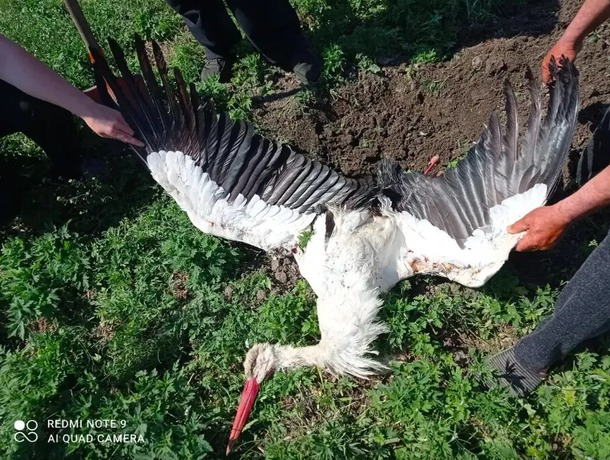 Редкие птицы погибают в Молдове из-за линий электропередач