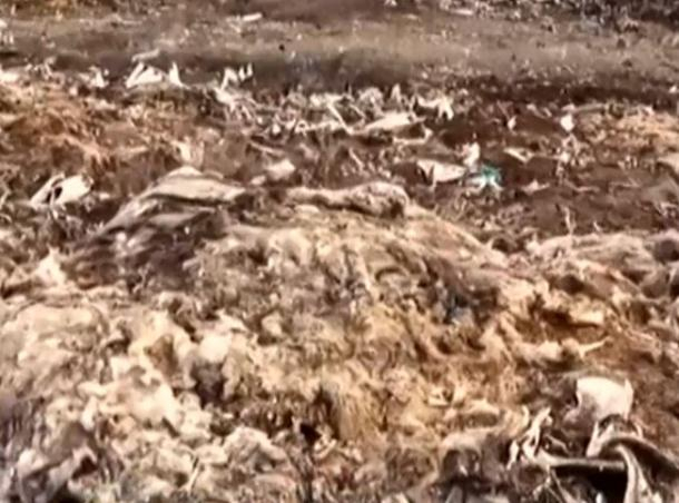 Тонны гниющих туш и скелетов животных обнаружены в Хынчештах