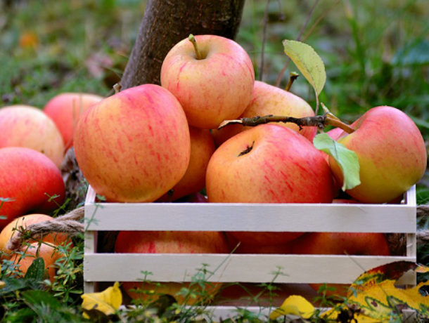 Молдавские садоводы приступили к сбору урожая летних сортов яблок