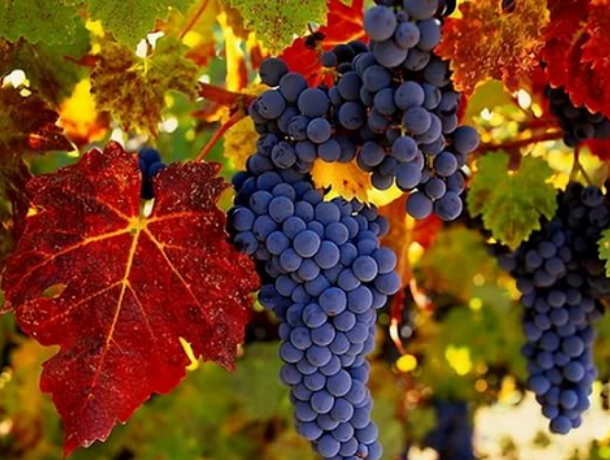 В Молдове в этом году ожидается рекордный урожай высококачественного винограда