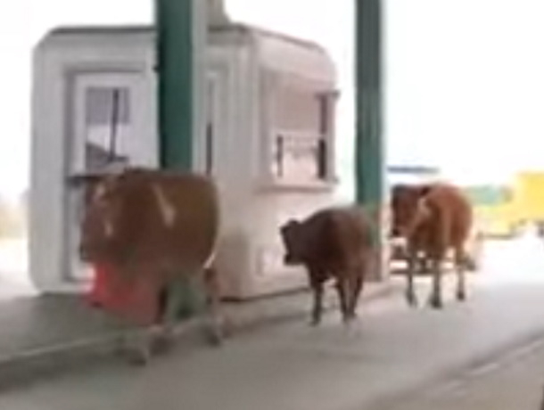 Даже коровы бегут из Молдовы