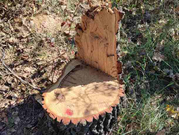 Жителей Бельц поймали на незаконной вырубке деревьев