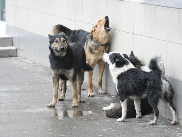 Вонь, лай и беспорядок: женщина из Бельц держит в квартире более десятка собак