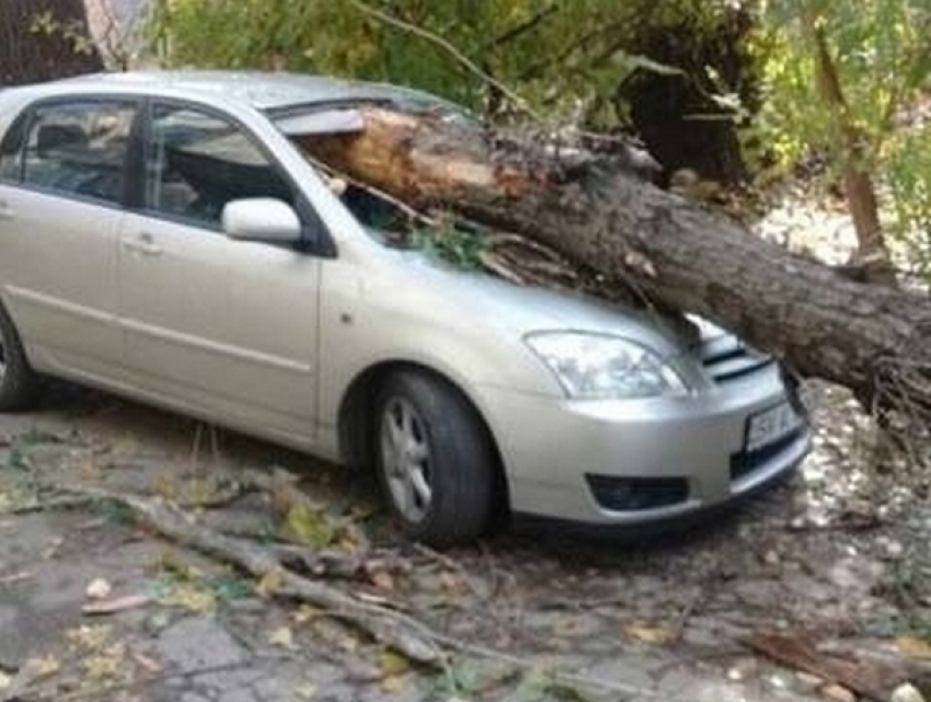 Упавшее дерево смяло автомобиль жителя столицы