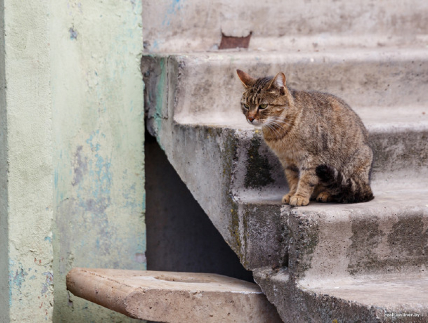 Соцсети: Под видом дезинфекции дворники травят кошек на Рышкановке