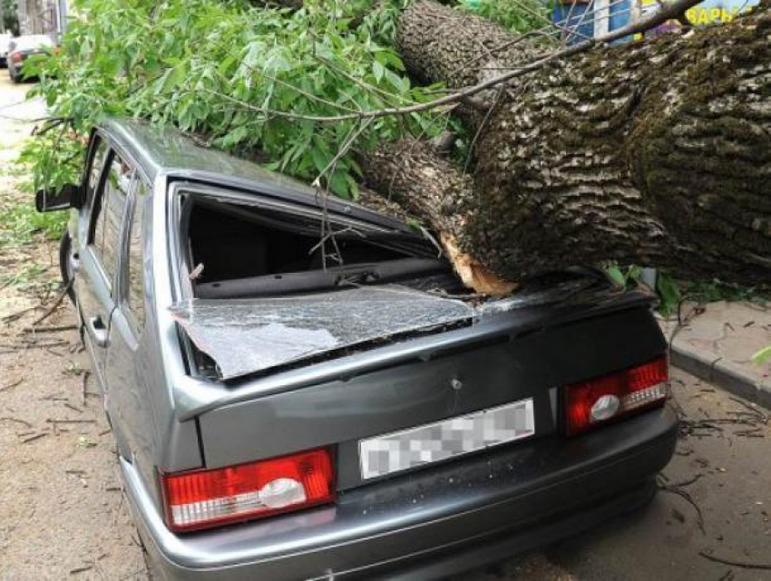 Упавшее дерево повредило автомобиль: кто должен возмещать ущерб?