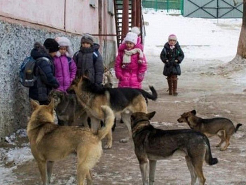 Стая голодных собак растерзала маленькую девочку под Одессой