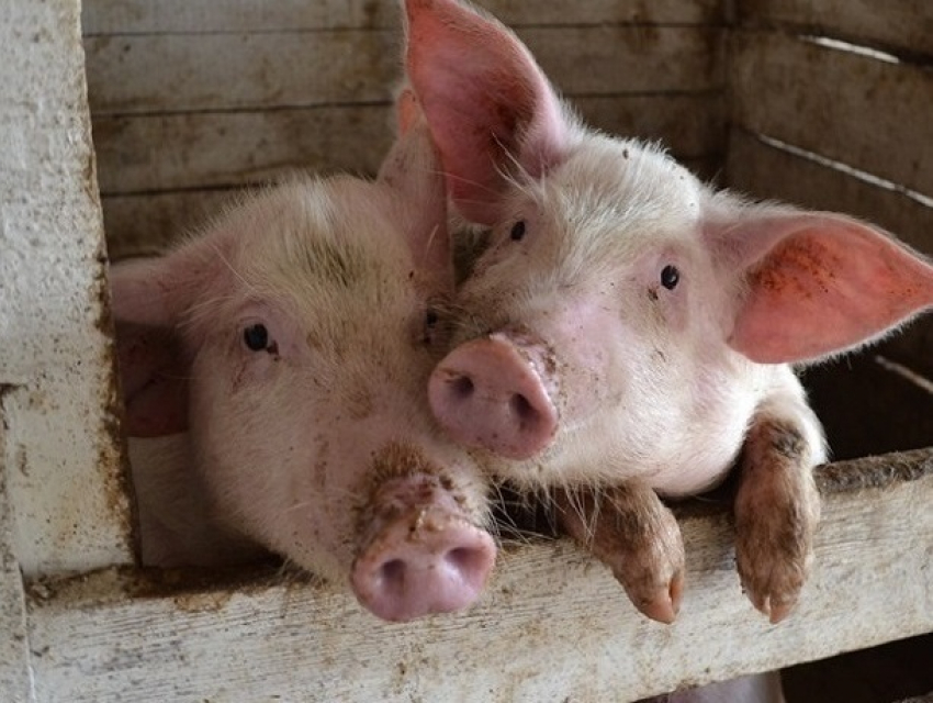 В Штефан-Водэ убьют 280 свиней