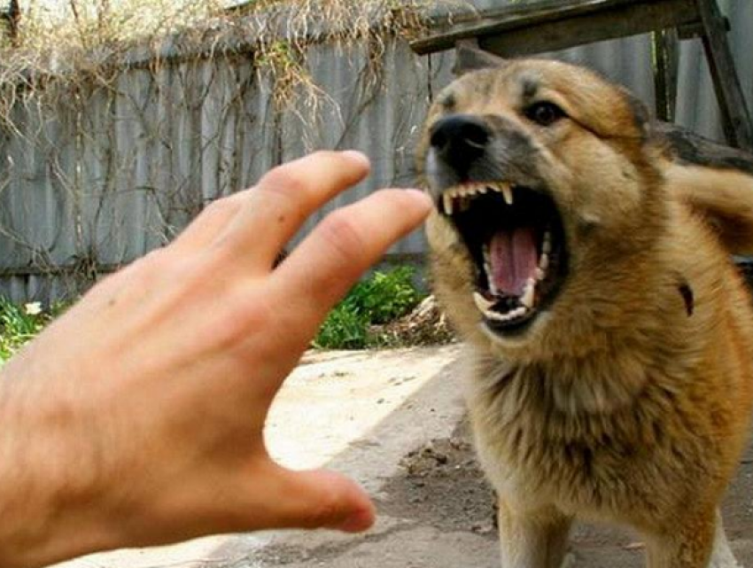 В Приднестровье собака покусала троих детей