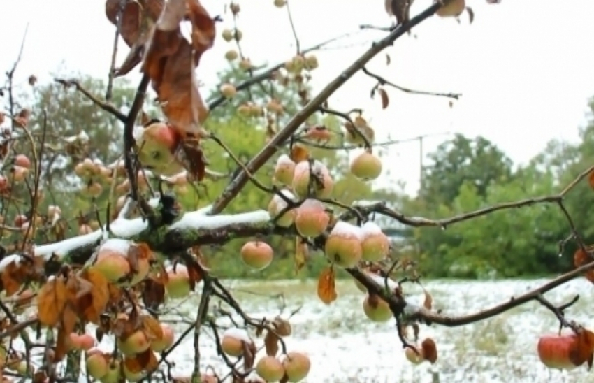 "Зима» в Сороках: снег лежит на цветах и яблонях