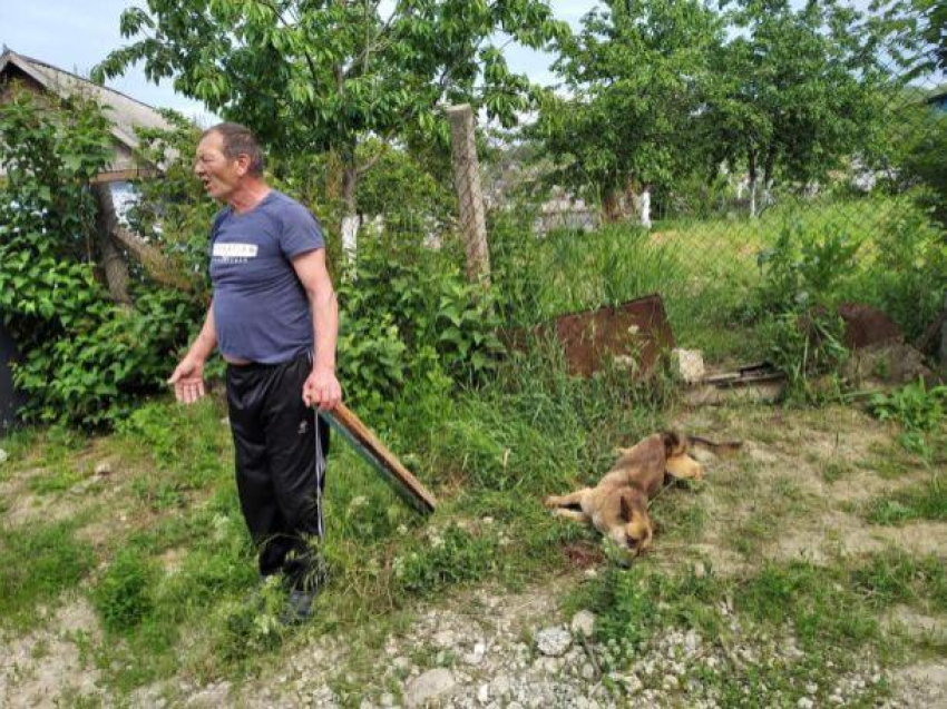 В Хынчештах представитель мужского пола избивал собаку под одобрительное гоготание членов своей семьи