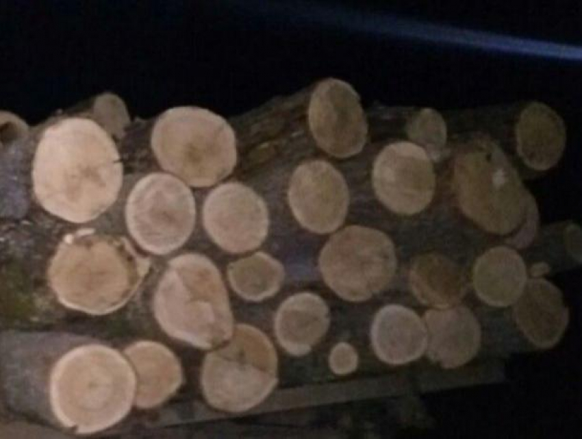 Задержан браконьер из села Улму, срезавший 10 деревьев