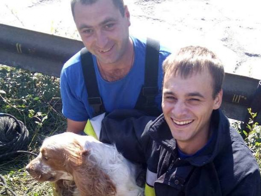 Упавшую в канализационный колодец собаку спасли в Кишиневе