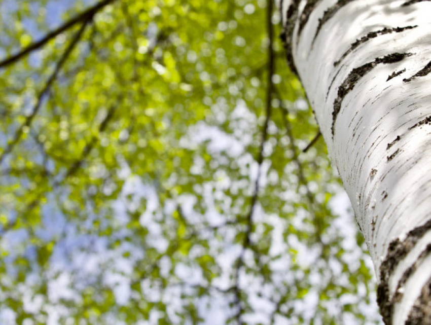 В среду будет пасмурно, сохраняется опасность ночных заморозков 