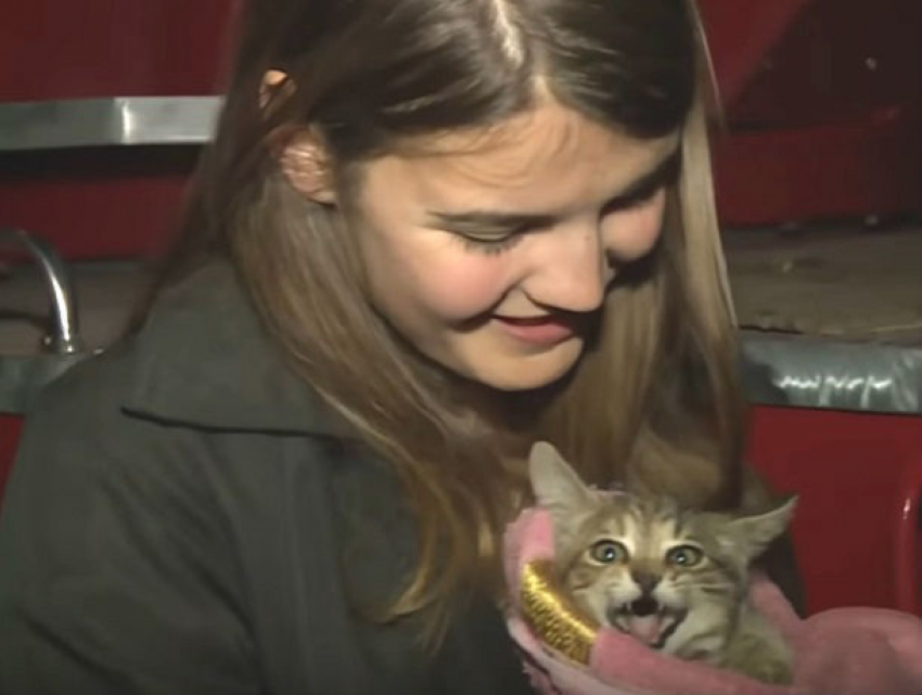 Спецоперацию для спасения испуганного отощавшего котенка провели в Тирасполе
