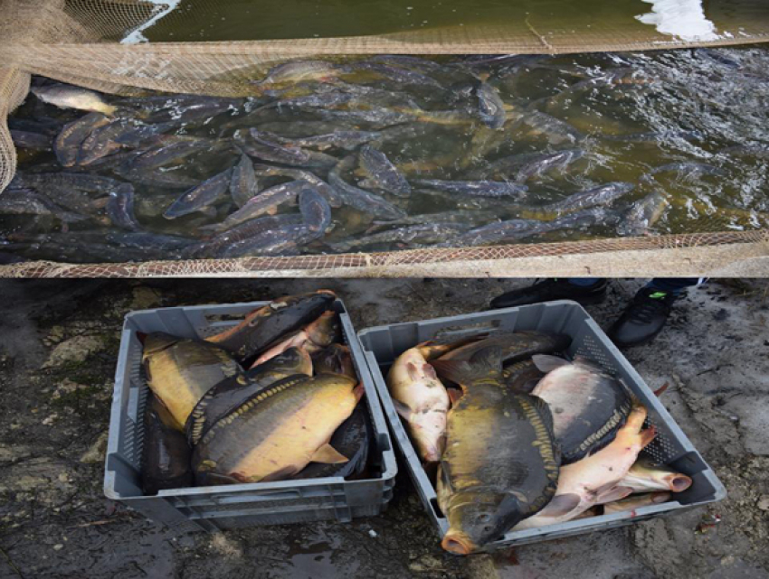 Четыре тонны сомнительной рыбы из Украины уничтожили силовики Молдовы