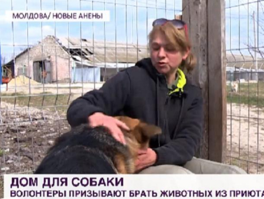 Кишинёвские волонтёры призывают забирать животных из приютов, а не покупать их