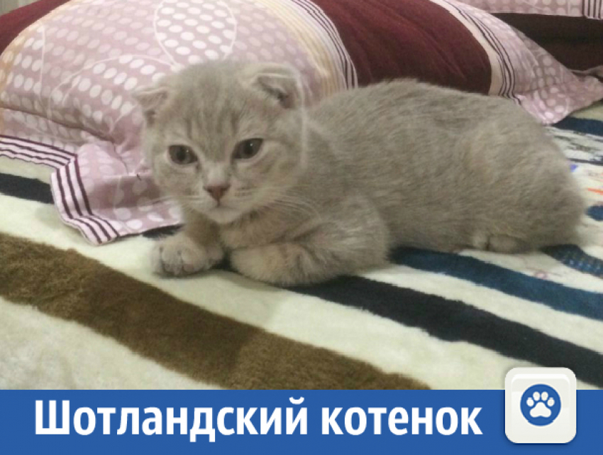 Продается милейший шотландский котенок 