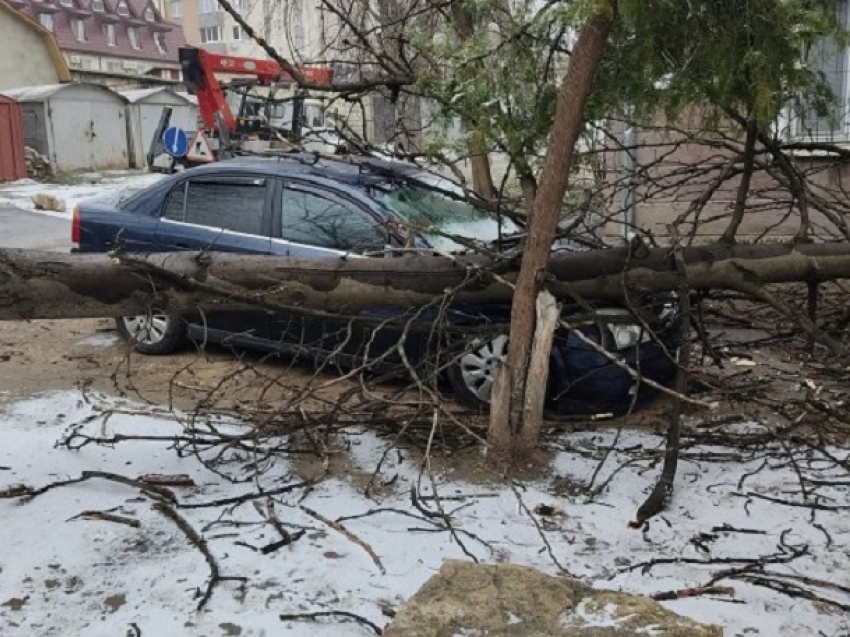 Упавшее в столице дерево разбило переднюю часть автомобиля Toyota