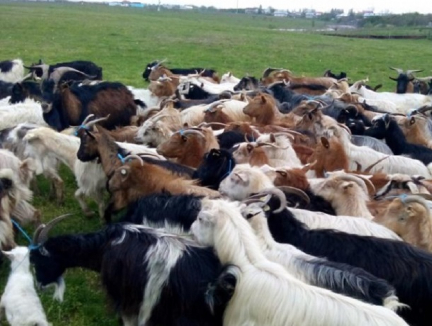 В Гагаузии ударом молнии убило более 30 коз