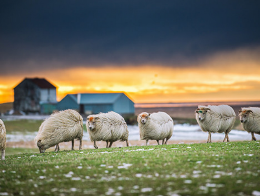 В Яловенском районе водитель протаранил отару овец