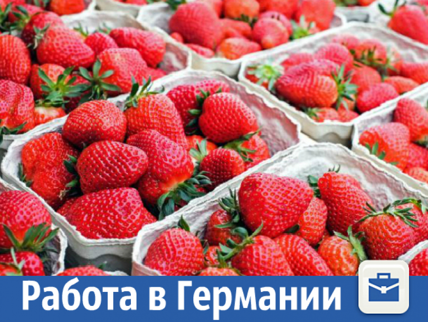 Сбор клубники в Германии