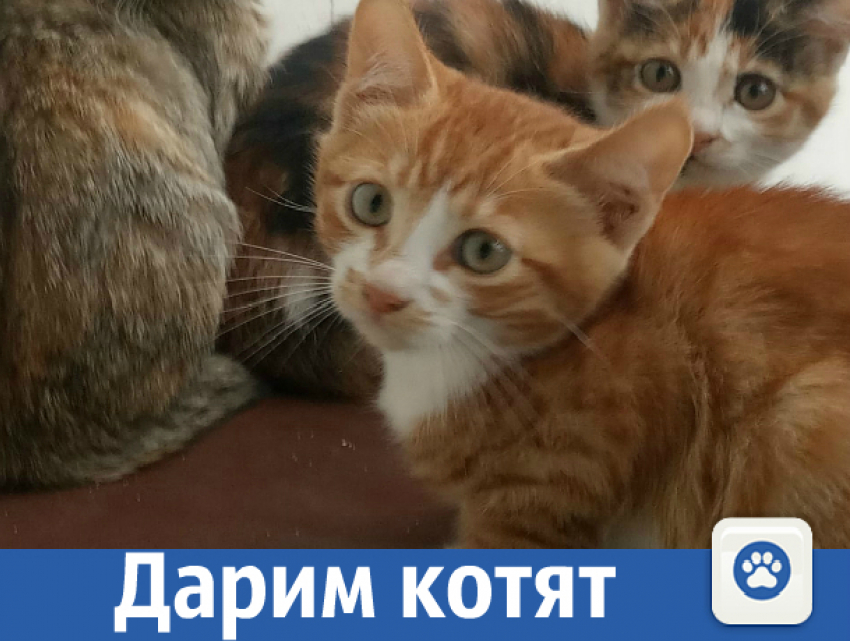 Дарим милейших котят