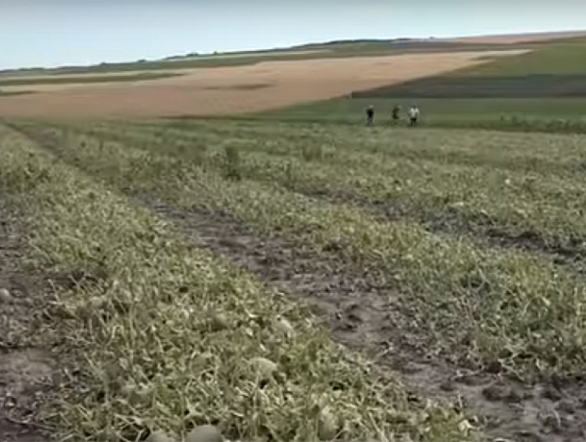 Уничтоженные сильным градом сады и поля в Гагаузии попали на видео