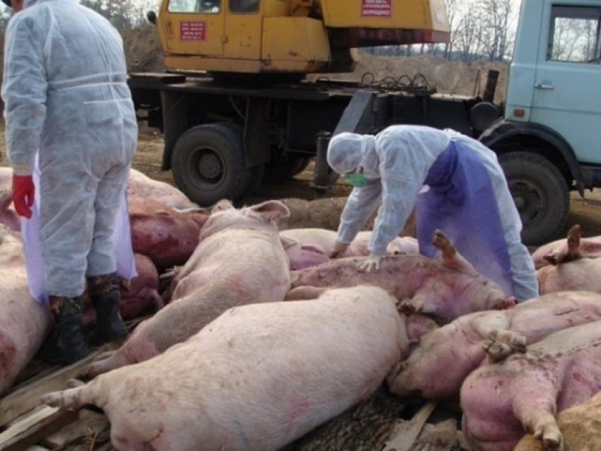Румынские пограничники отбирают и уничтожают все продукты питания у граждан Молдовы