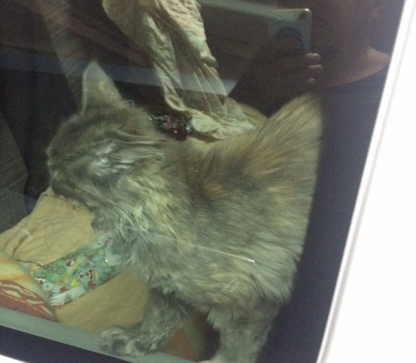 В аэропорту Кишинева в запертой машине несколько дней сидит кот