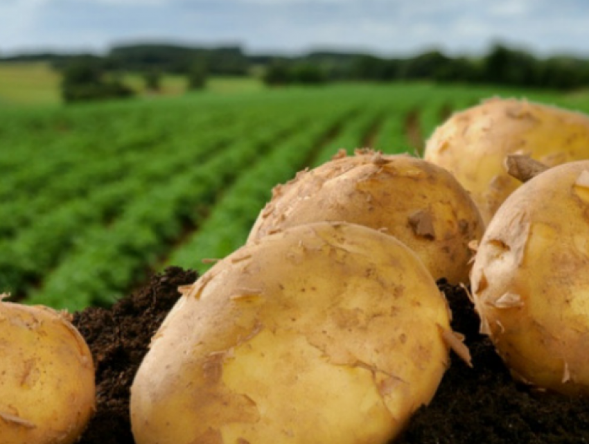 Молдавская аномалия: за май месяц цена на картофель выросла почти вдвое