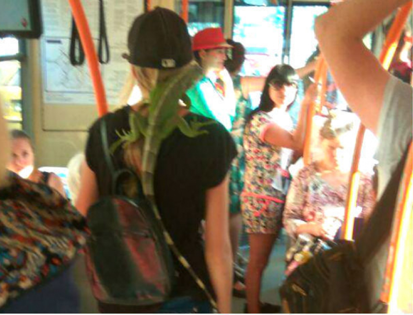 Девушка с огромной игуаной в троллейбусе Кишинева шокировала пассажиров и насмешила соцсети