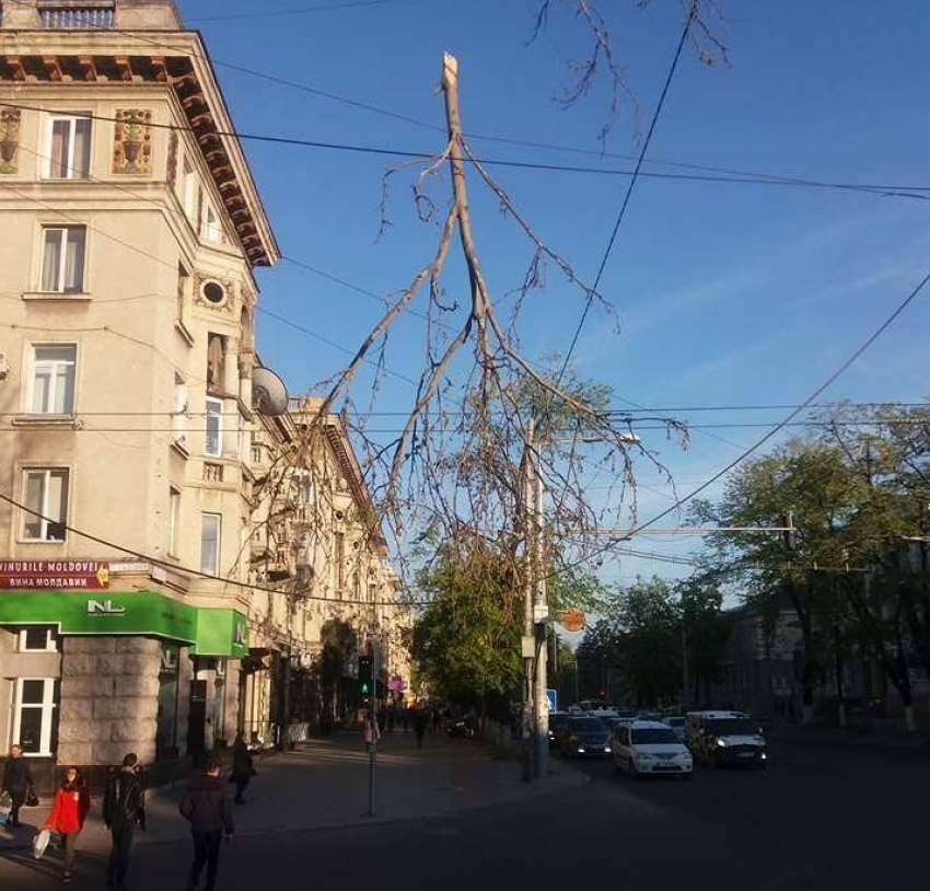 На центральных улицах Кишинева над головами прохожих висят огромные ветки