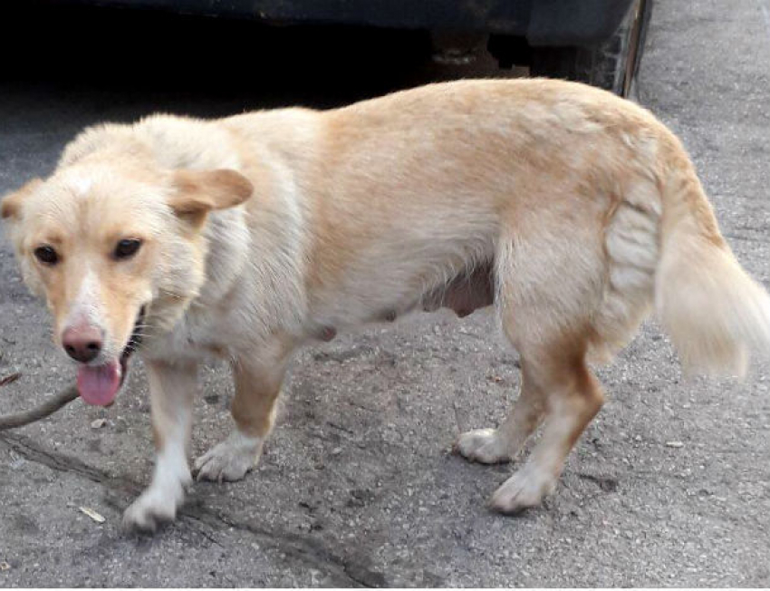 Удивительно преданную собаку решили убить хозяева в Кишиневе: ей осталось жить два дня