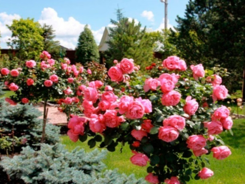 "Перед грозой так пахнут розы": семья из Молдовы нашла дело по душе в России