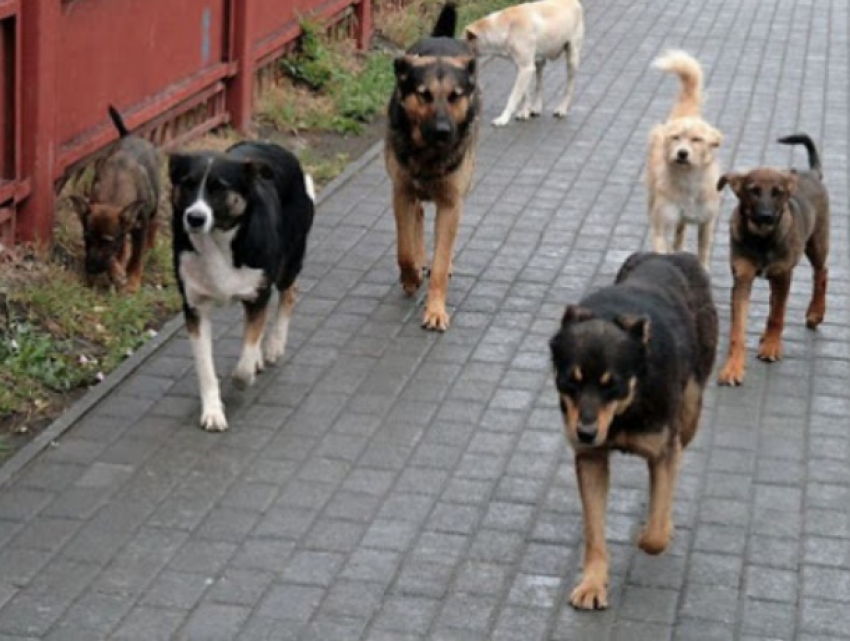 СМИ: стая бездомных собак атаковала двух детей в Кишиневе