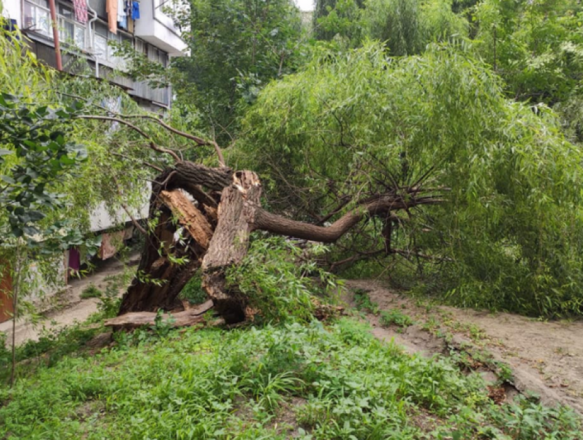 Ветер ломает старые деревья в Кишиневе, создавая опасные ситуации