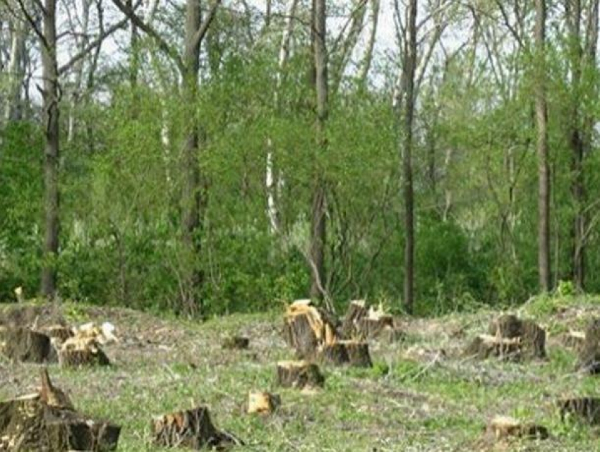 Каждый час Молдова теряет по три гектара леса