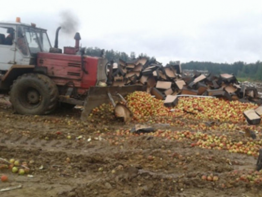Тонны подозрительных яблок из Молдовы раздавили бульдозером в России