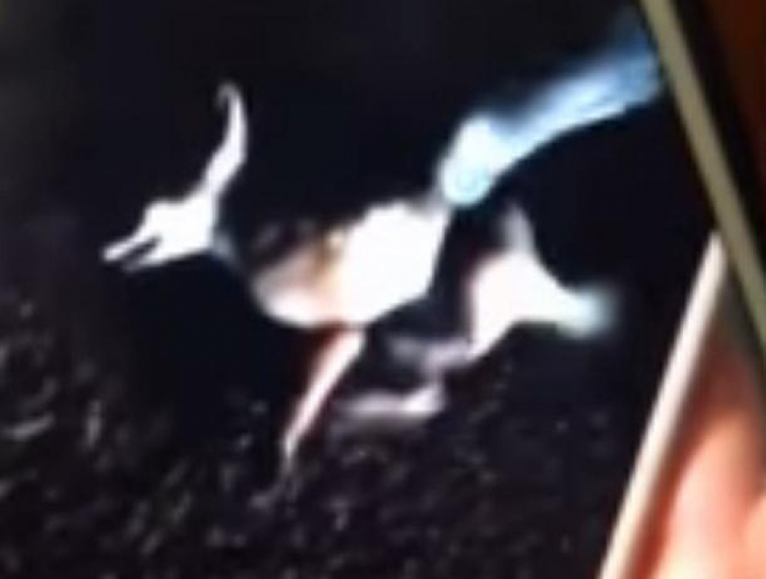 Мучительное убийство лисенка на кровавом состязании живодеров сняла на видео студентка 