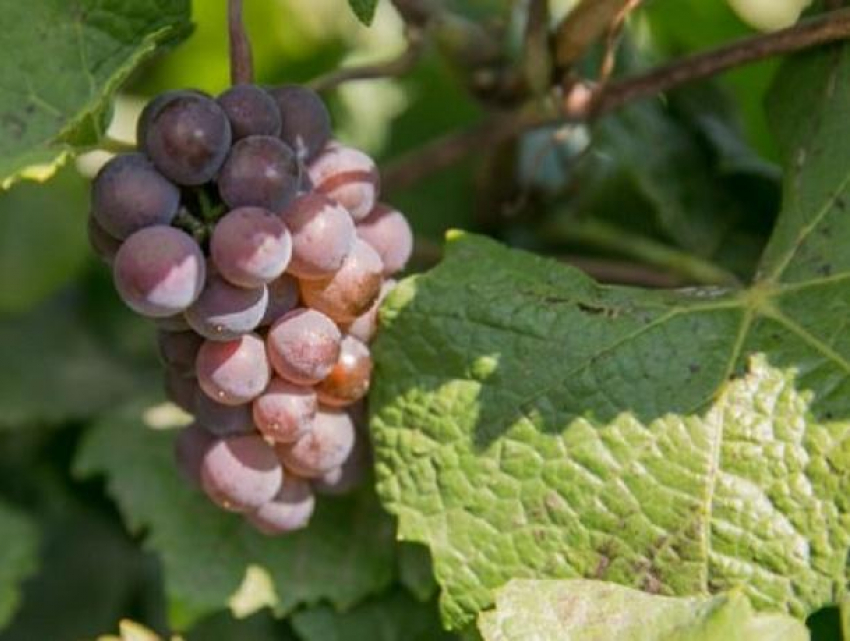 Урожай винограда будет самым скромным за последние 10 лет