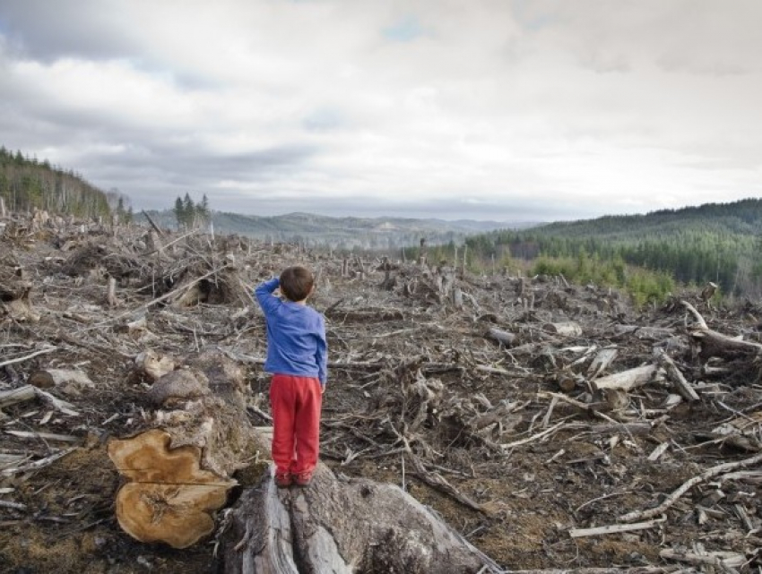 Штрафы за нанесение вреда окружающей среде могут вырасти в десять раз 