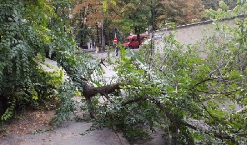 В Кишиневе две женщины пострадали от падения ветки с дерева