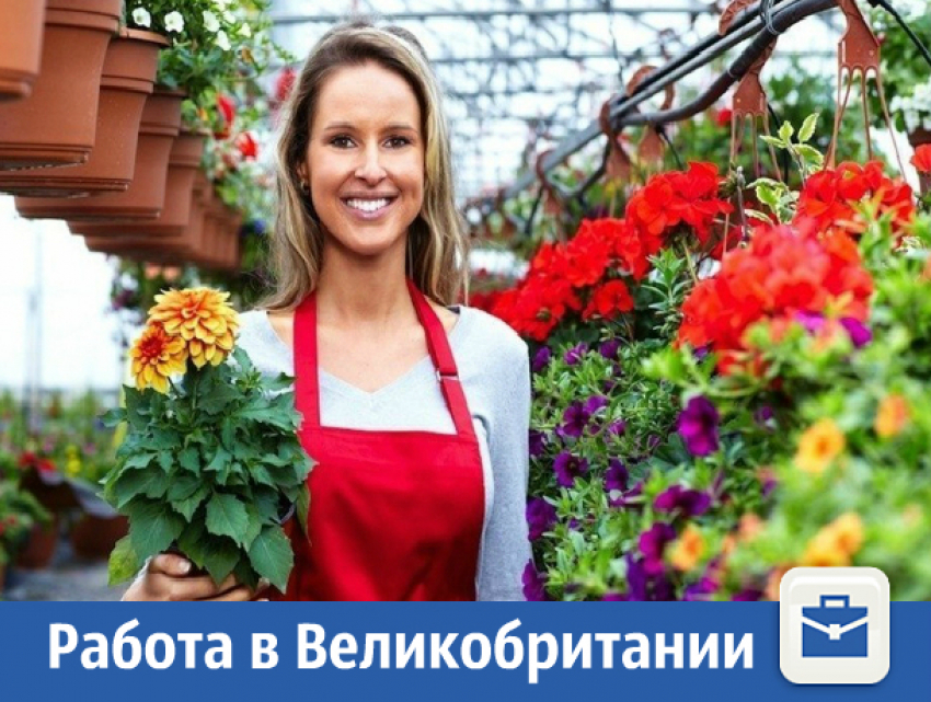 Требуются физически крепкие рабочие для сбора нарциссов