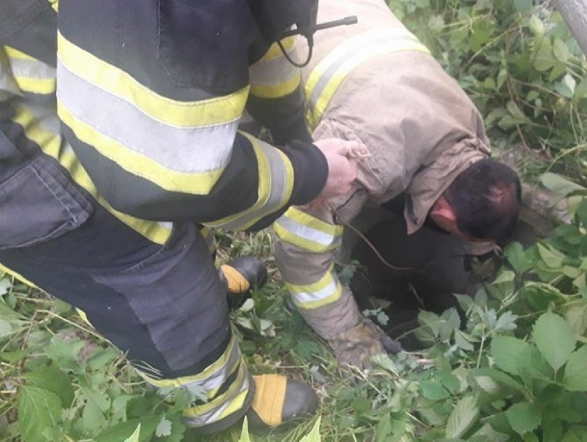 После тяжелого спасения из колодца щенята резво сбежали от благодетелей в Кишиневе 