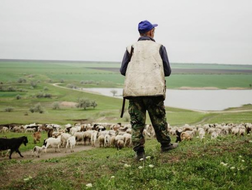 Один убит, другой тяжело ранен: в Новоаненском и Ниспоренском районах атаковали пастухов