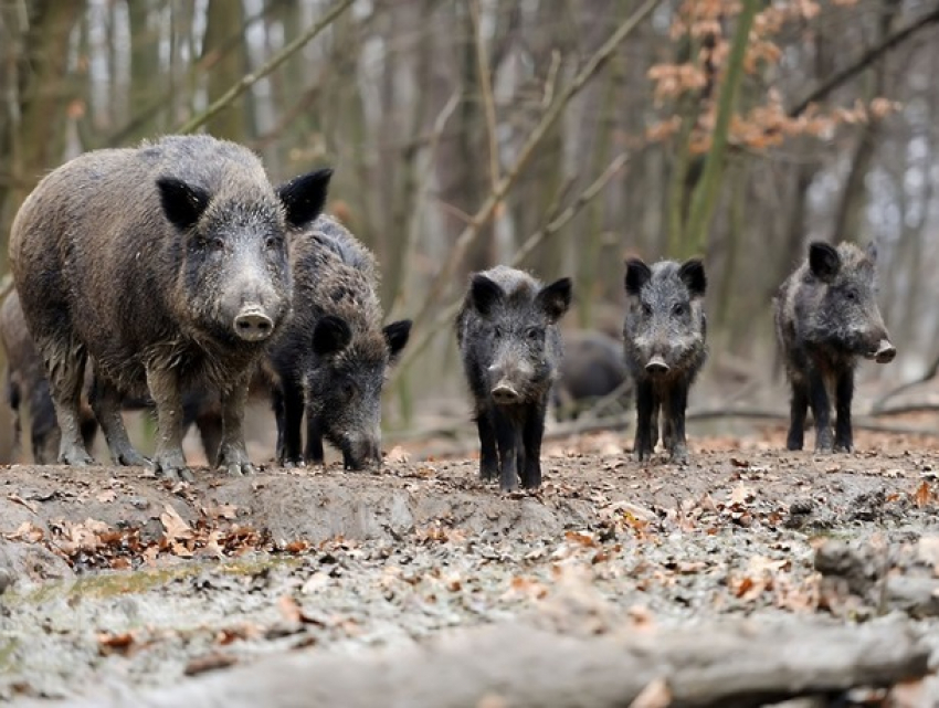 Новые очаги АЧС в Молдове: виноваты трупы кабанов, съеденные падальщиками
