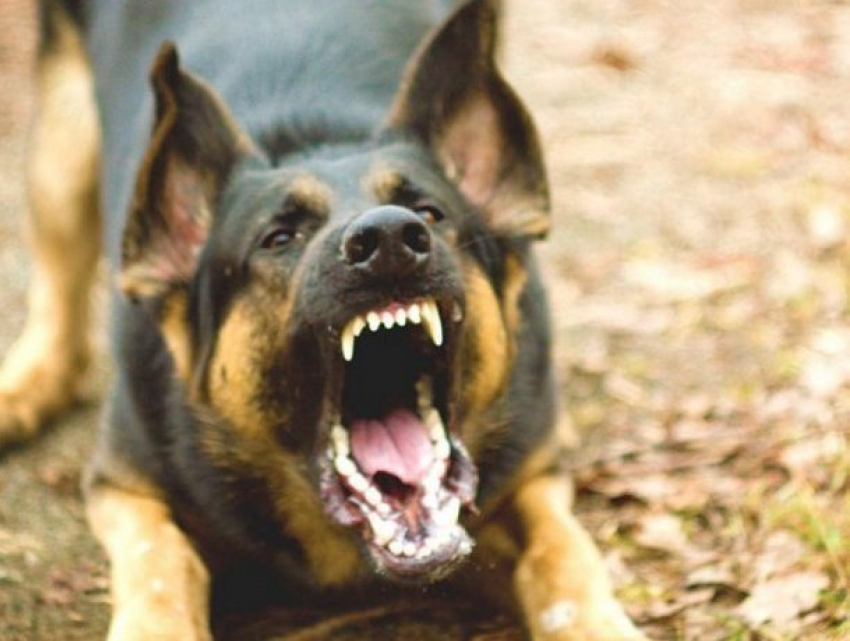 Хозяйку собаки, напугавшей ребенка на прогулке в Хынчештах, наказали