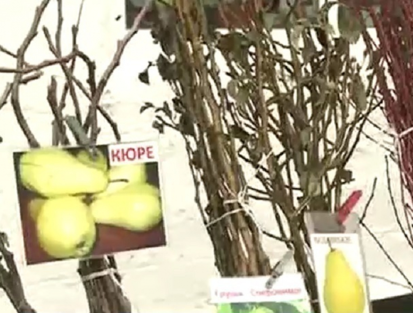 Молдавские саженцы деревьев и черенки винограда запретили в России