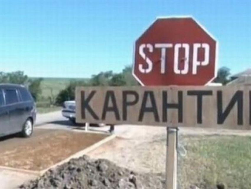 Карантин в Гагаузии - на одной из ферм обнаружена инфекция африканской чумы